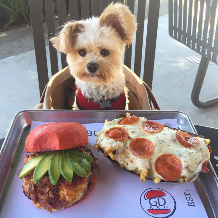 rescue-dog-restaurants-food-instagram-popeyethefoodie-45-58105838e4111__700