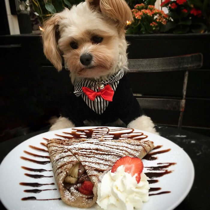 rescue-dog-restaurants-food-instagram-popeyethefoodie-49-5810584184fcd__700