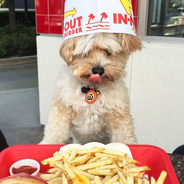 rescue-dog-restaurants-food-instagram-popeyethefoodie-5-581057cae2fe6__700