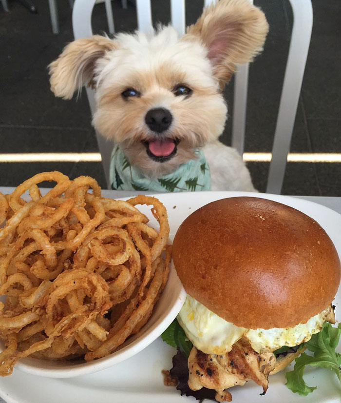 rescue-dog-restaurants-food-instagram-popeyethefoodie-54-5810584d013aa__700
