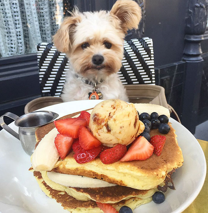 rescue-dog-restaurants-food-instagram-popeyethefoodie-7-581057d010242__700