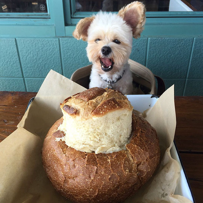 rescue-dog-restaurants-food-instagram-popeyethefoodie-9-581057d5e1404__700