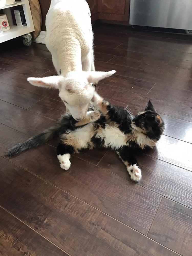 rescued-sheep-cat-7