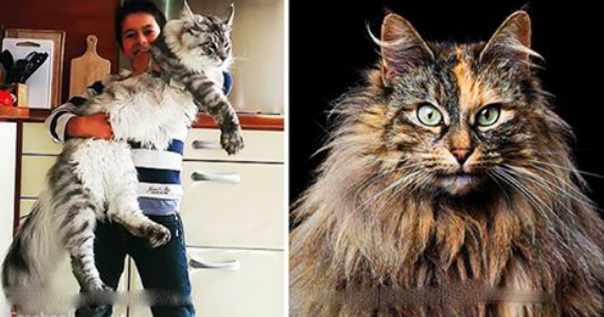 10 Largest Domestic Cat Breeds: The Next Best Thing To Having A Lion ...