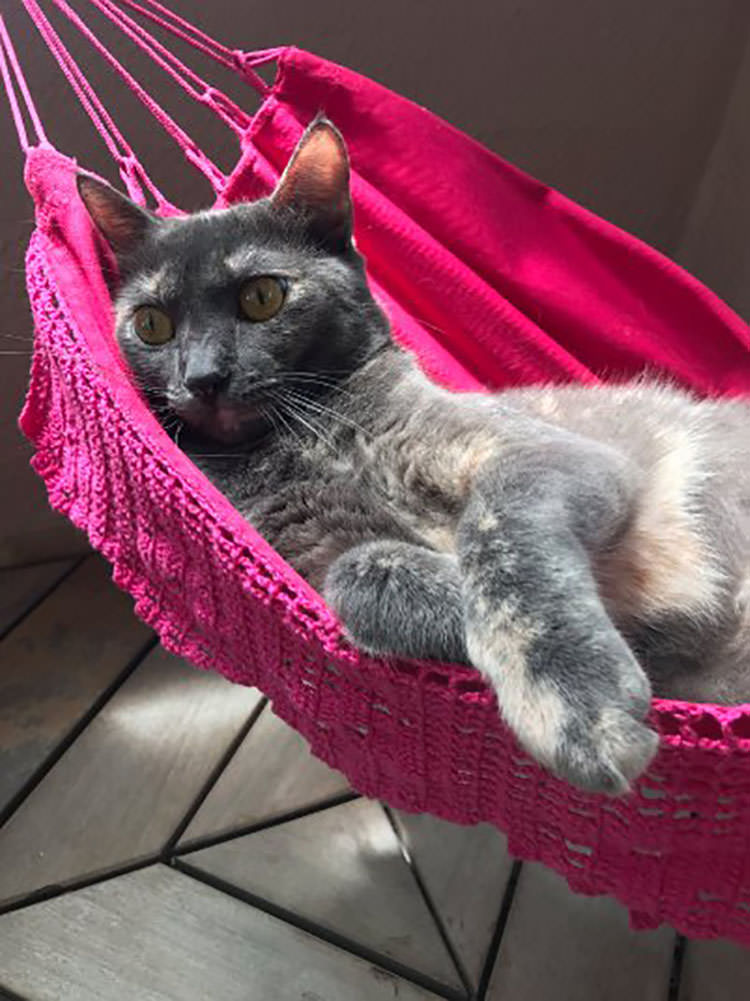 cat-gets-tiny-hammock-5