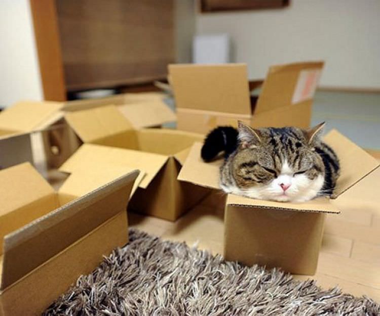 cats-in-boxes-06