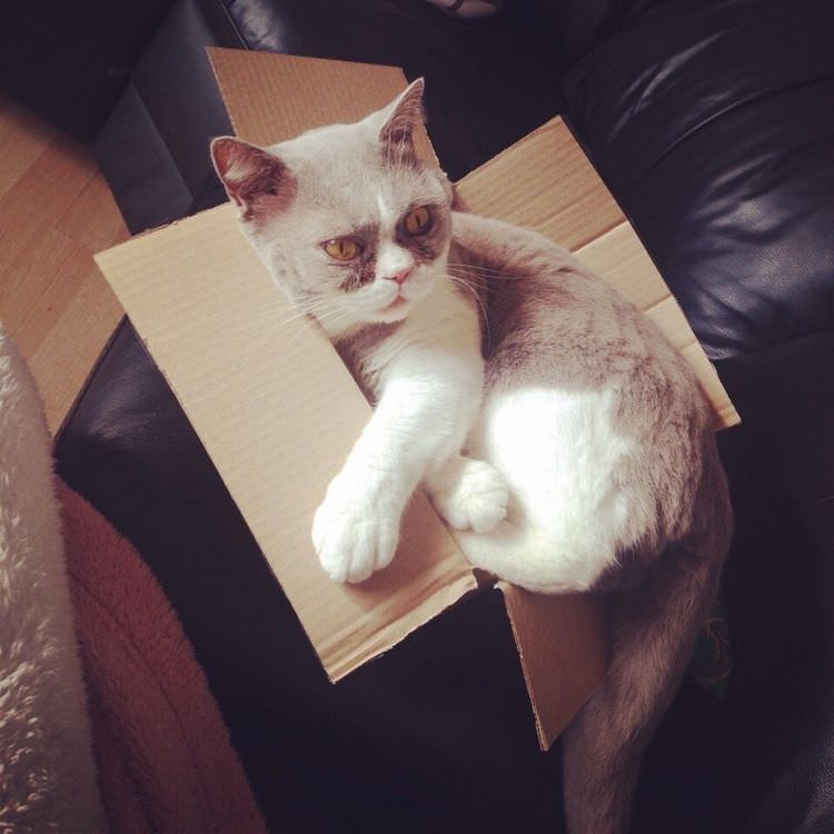 cats-in-boxes-07