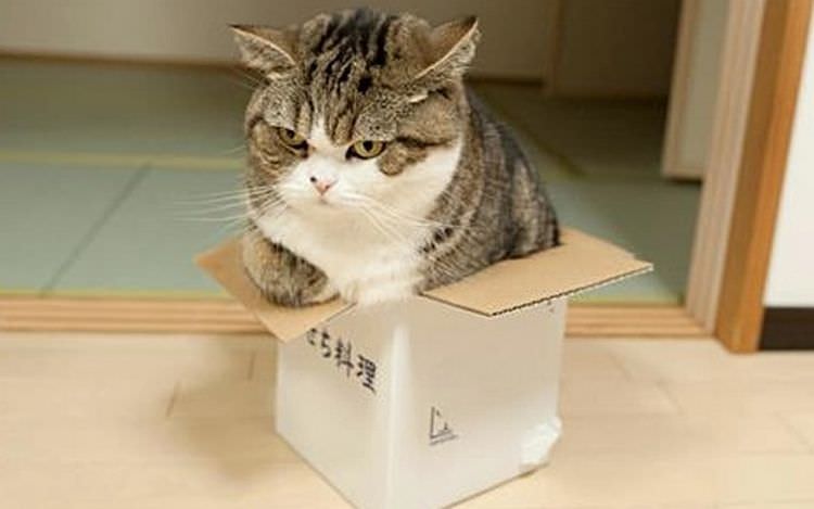 cats-in-boxes-08