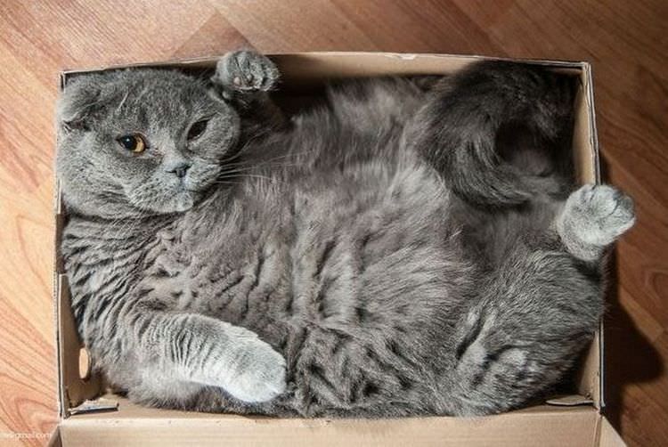 cats-in-boxes-10