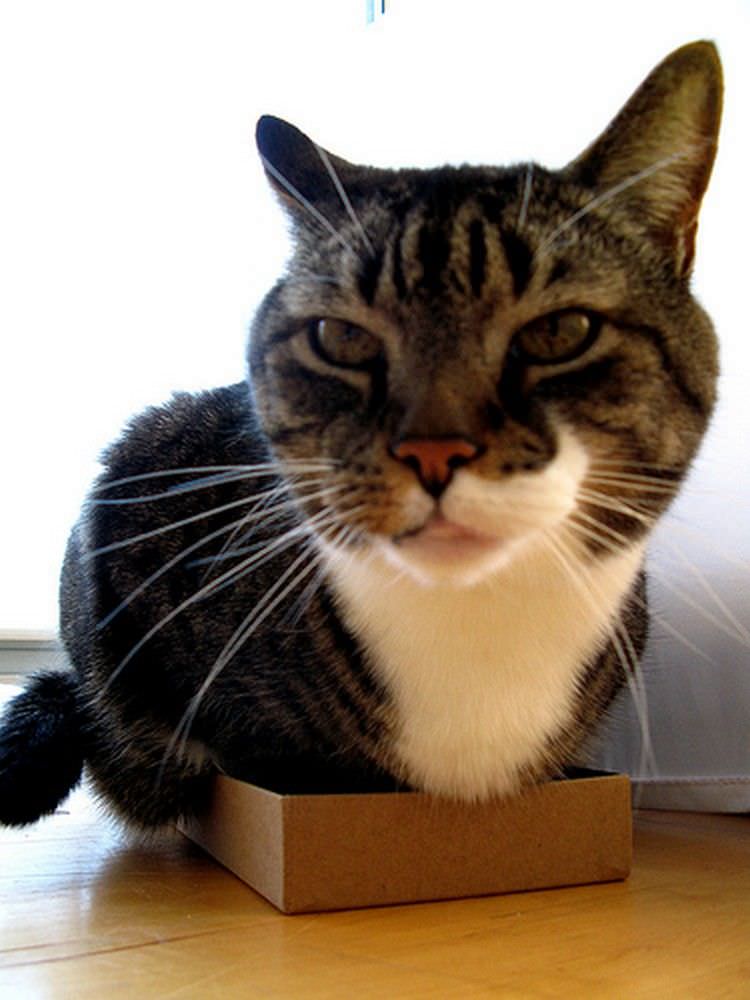 cats-in-boxes-11