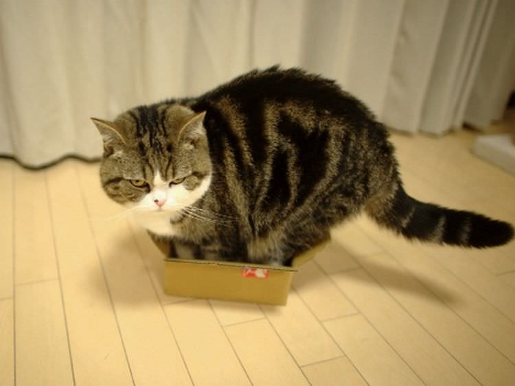 cats-in-boxes-13