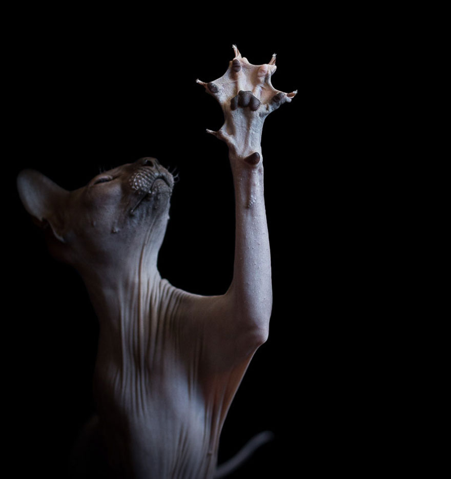 sphynx-cat-photography-alicia-rius-13