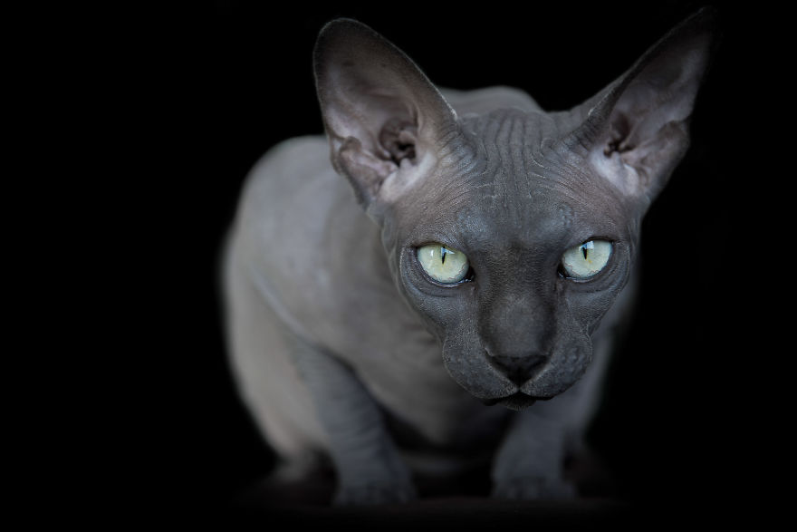 sphynx-cat-photos-by-alicia-rius-11__880