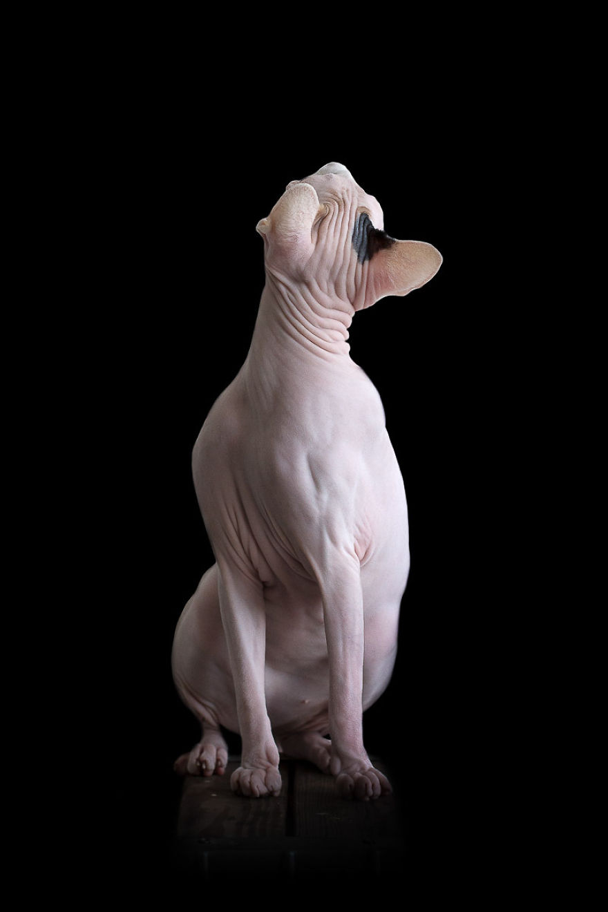 sphynx-cat-photos-by-alicia-rius-12__880