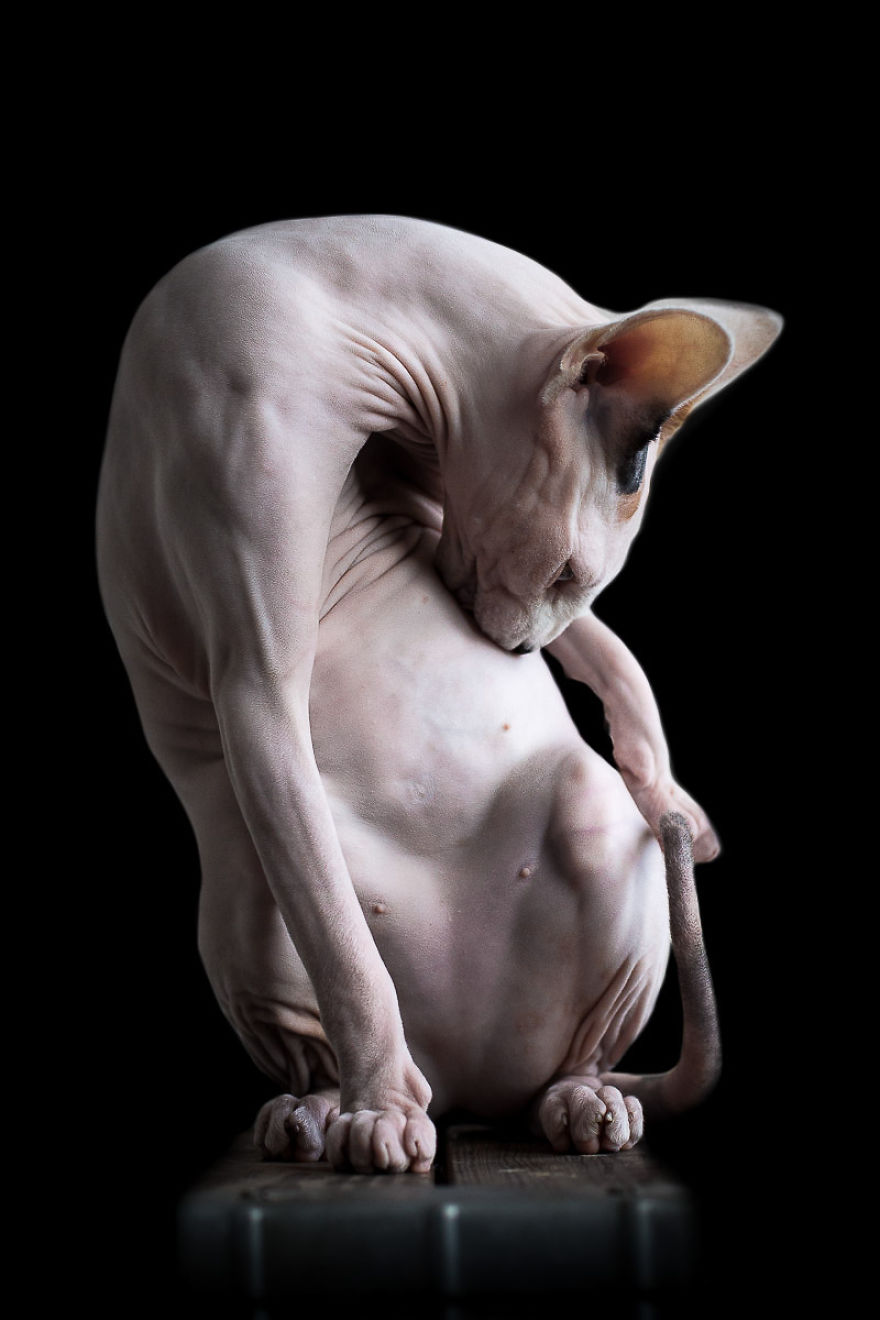 sphynx-cat-photos-by-alicia-rius-16__880