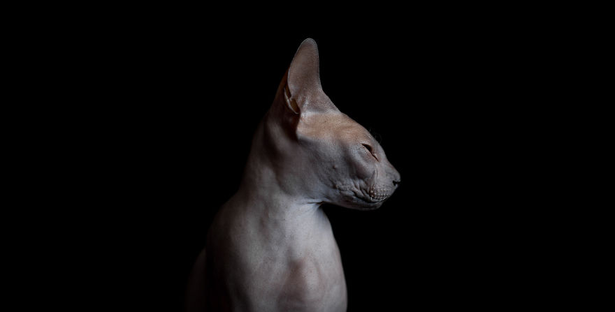 sphynx-cat-photos-by-alicia-rius-21__880