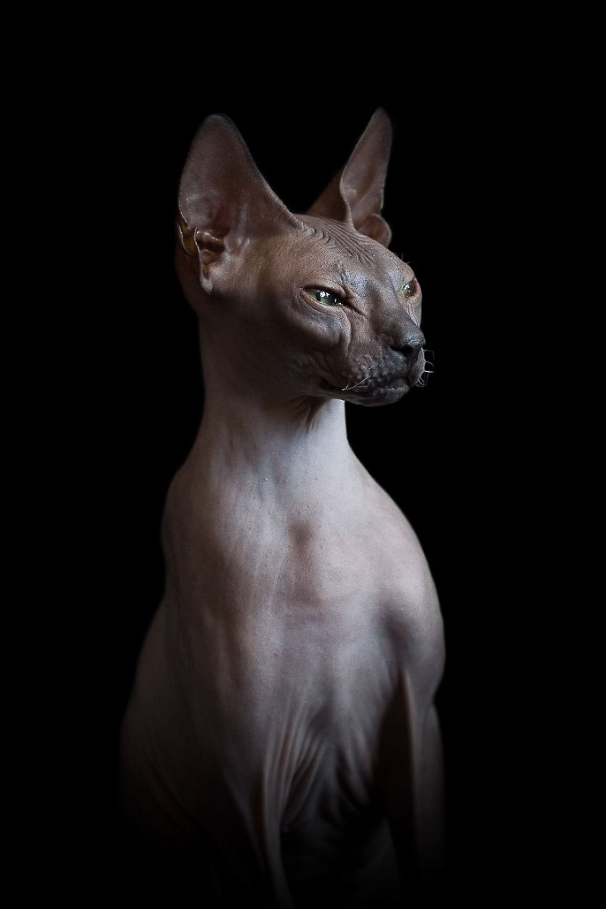 sphynx-cat-photos-by-alicia-rius-25__880