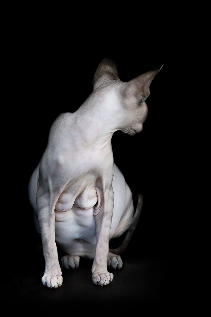 sphynx-cat-photos-by-alicia-rius-27__880