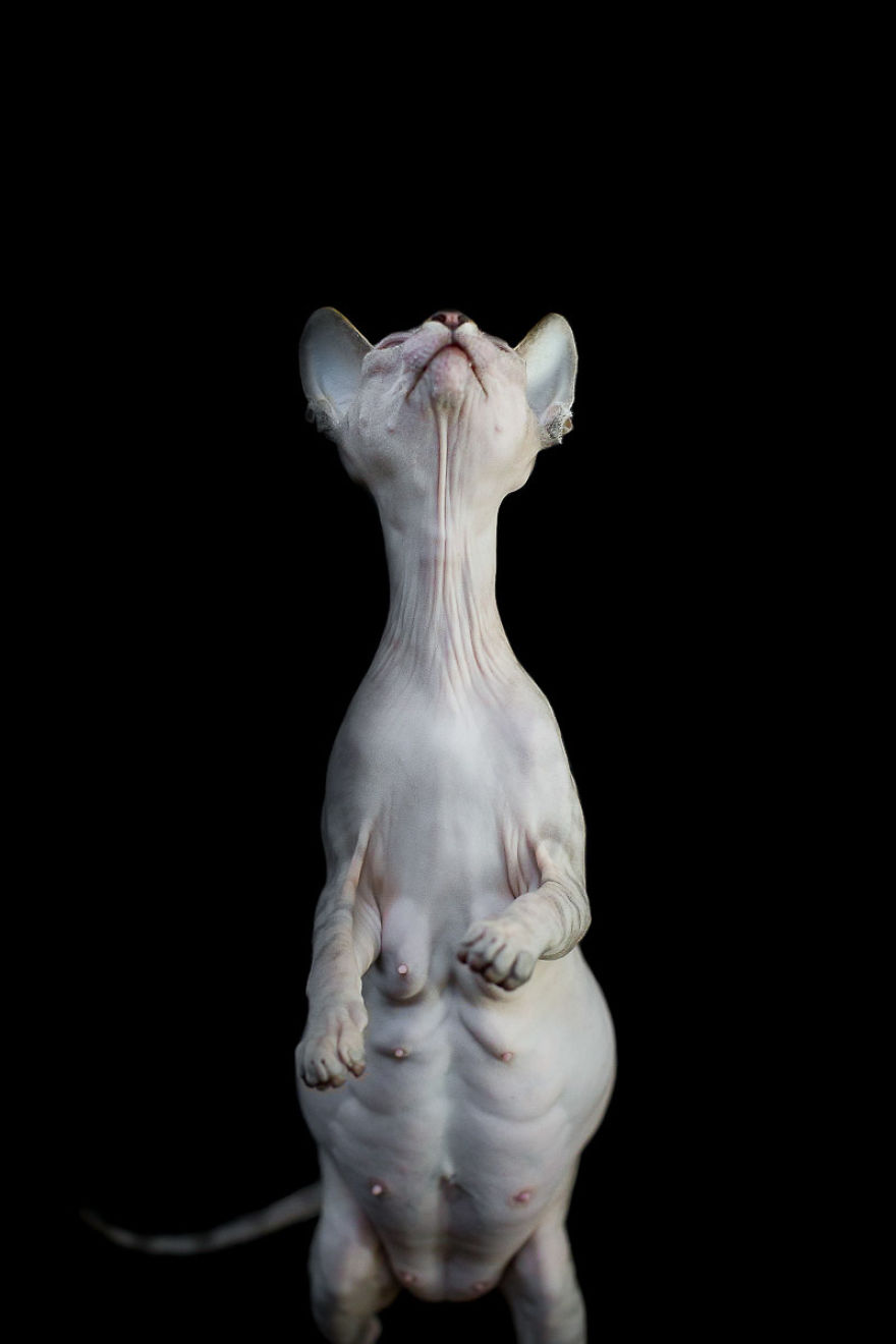 sphynx-cat-photos-by-alicia-rius-28__880