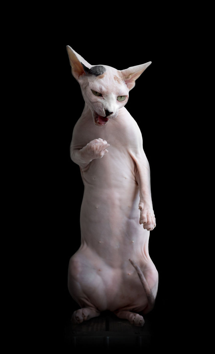 sphynx-cat-photos-by-alicia-rius-29__880