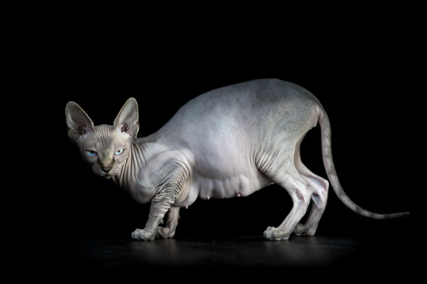 sphynx-cat-photos-by-alicia-rius-5__880