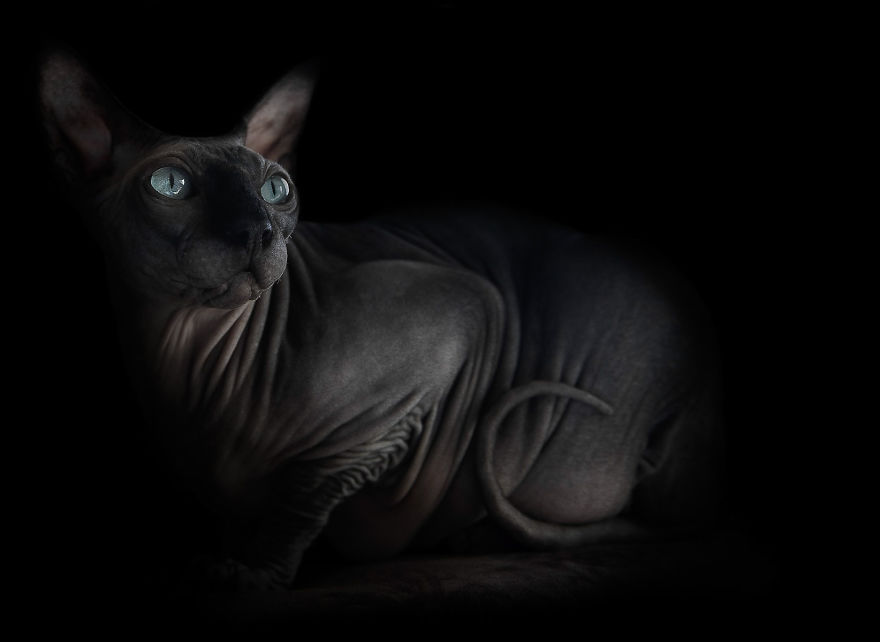 sphynx-cat-photos-by-alicia-rius-7__880