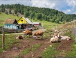 sravnenie_russkix_i_evropejskix_dereven_dejstvitelno_mozhet_vyzvat_silnye_emocii_ved_v_kazhdoj_iz_nix_otrazhaetsya_unikalnaya_kultura_tradicii_i_obraz_zhizni__toppositiv_ru-5