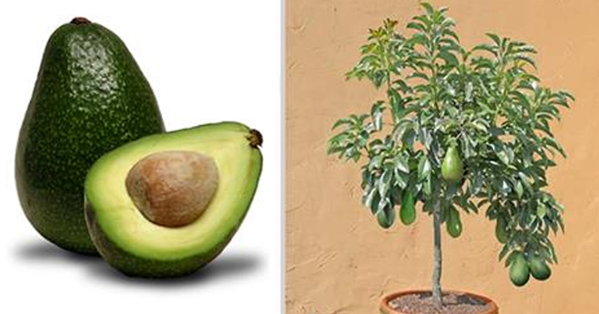 Easy Way To Grow An Avocado At Home - us.abrozzi.com